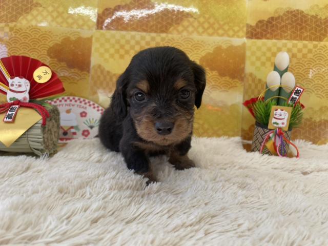 ミニチュアダックスフンド