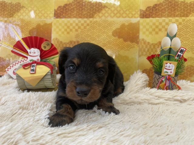 ミニチュアダックスフンド