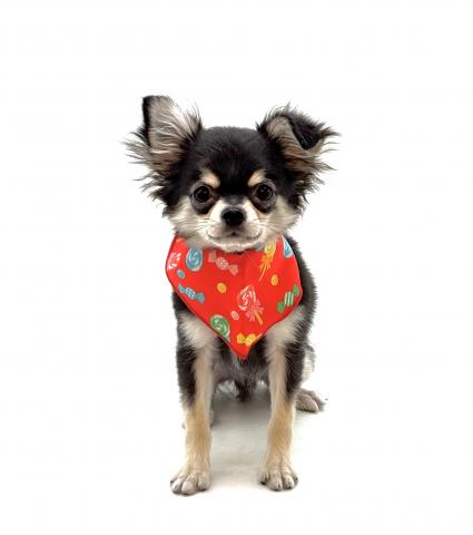 チワワ（ロングコート）