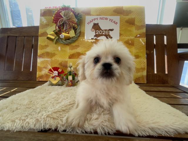 MIX(ペキニーズ×ビション)