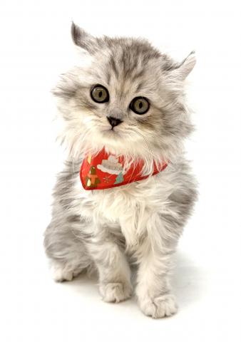 アメリカンカール