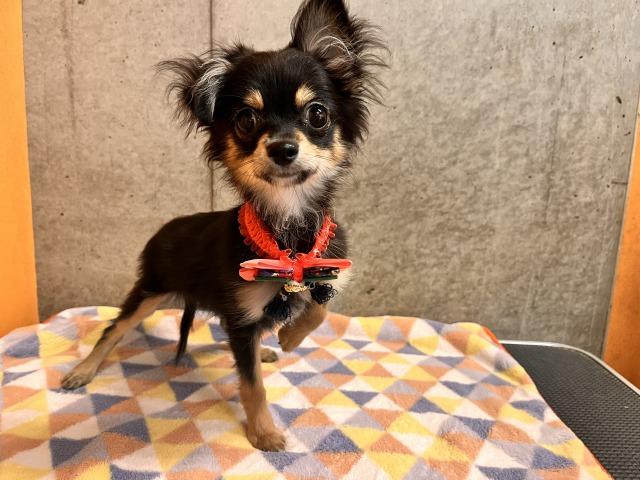 チワワ（ロングコート）