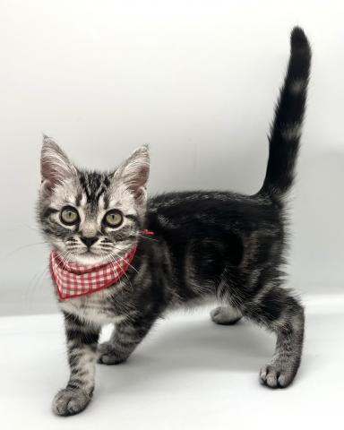 アメリカンショートヘアー