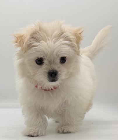 MIXマルチーズ×チワワ