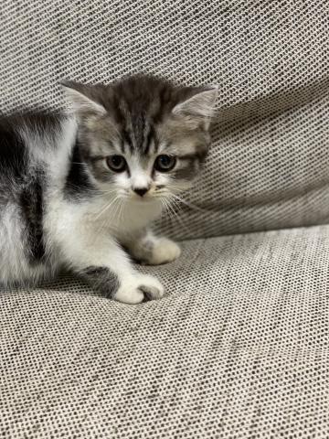 スコティッシュフォールド