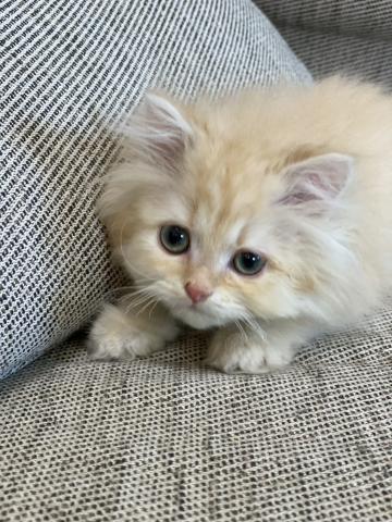 スコティッシュフォールド