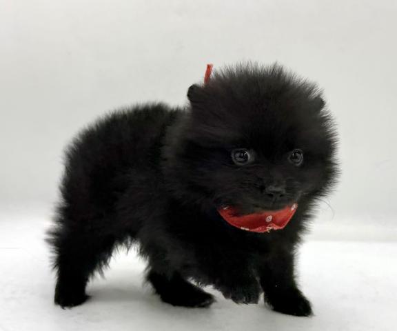ポメラニアン