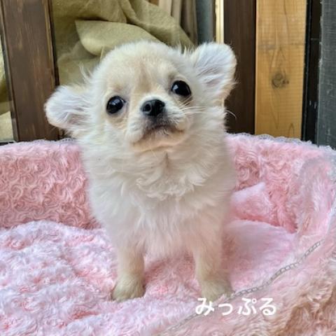 チワワ（ロングコート）