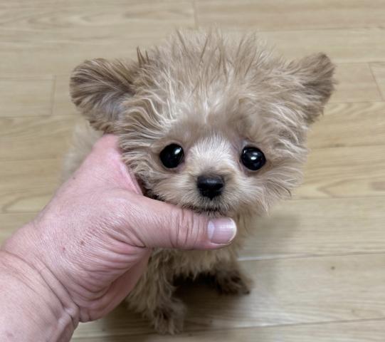 MIX❤️可愛いチワプーの女の子❤️