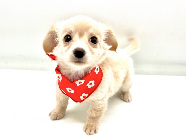 MIXチワワ×ミニチュアダックスフンド