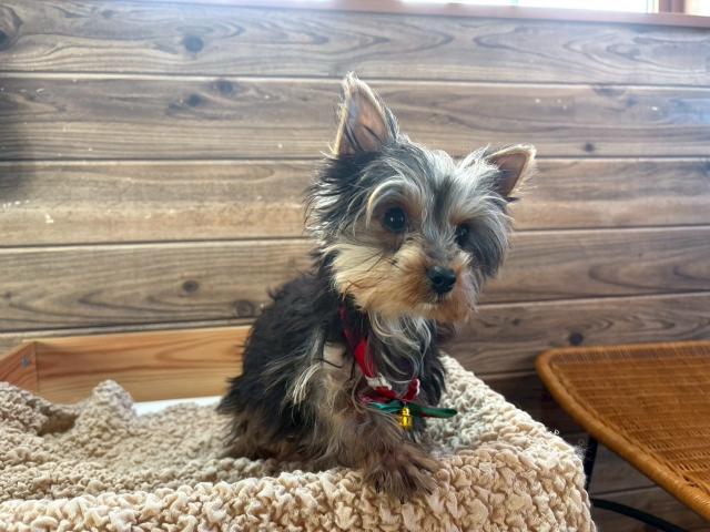 ヨークシャーテリア