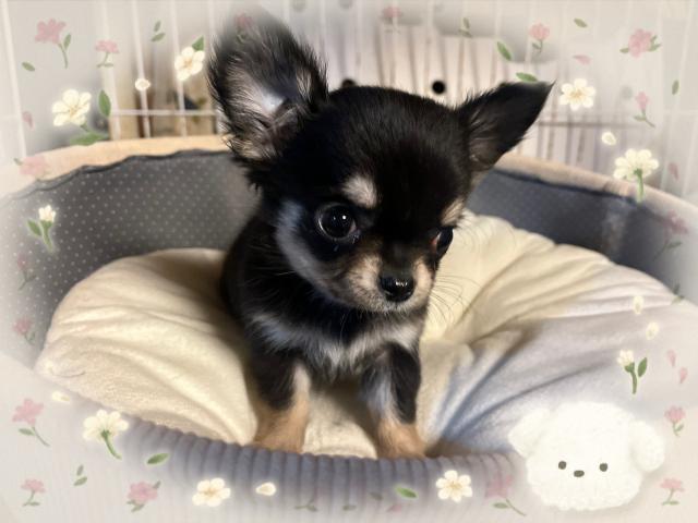 チワワ(ロングコート)