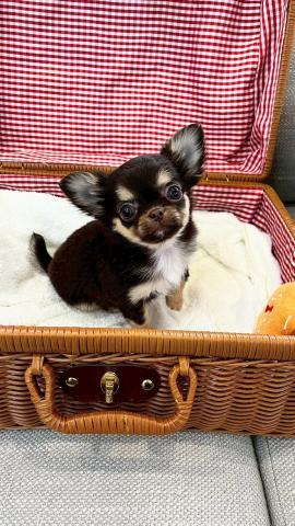 チワワ（ロングコート）