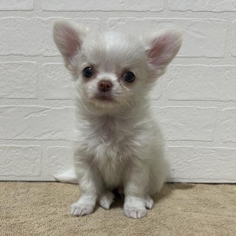 チワワ（ロングコート）