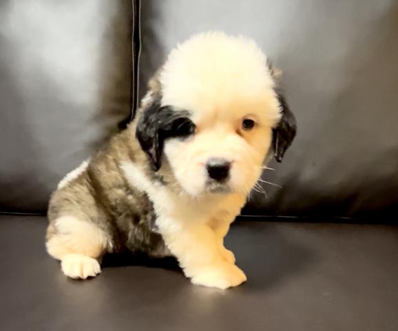 セントバーナード