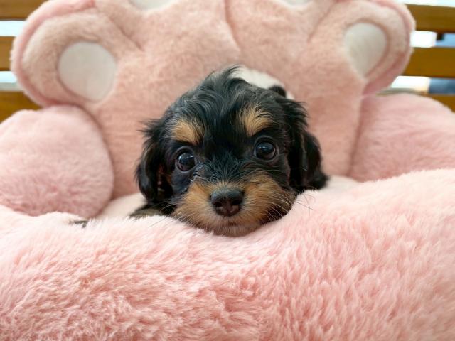 MIXチワワ×プードル