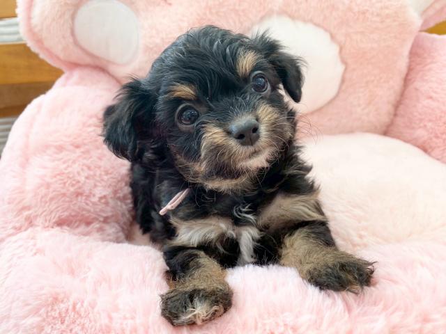 MIXチワワ×プードル