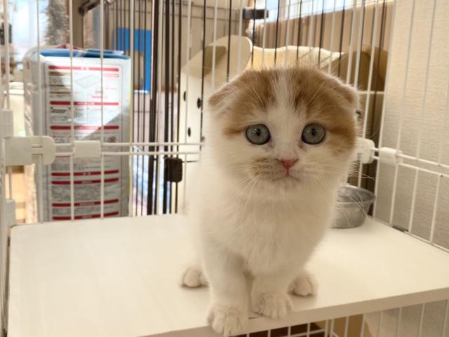 スコティッシュフォールド