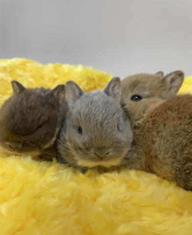 ネザーランドドワーフ