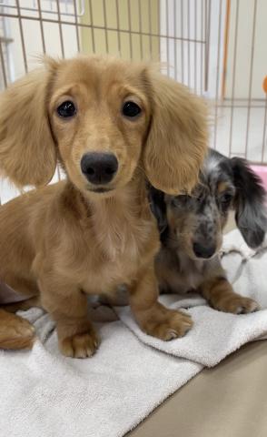 ミニチュアダックスフンド