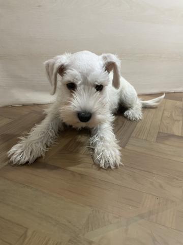 ミニチュアシュナウザー