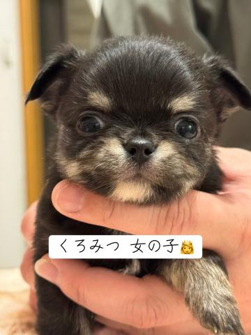 仮名 黒蜜ちゃん