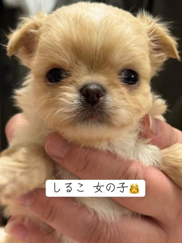 仮名 しるこちゃん