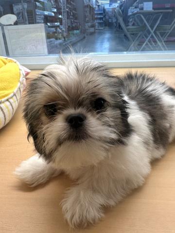 チワワ×シーズー