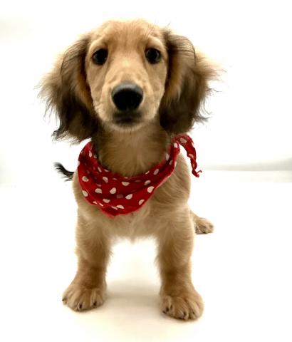 ミニチュアダックスフンド