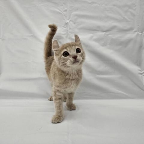 アメリカンカール