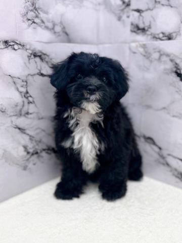 MIXトイプードル×シーズー【12/25お写真、動画更新♪】とってもお利口さん！穏やかで優しい性格の男の子です♪