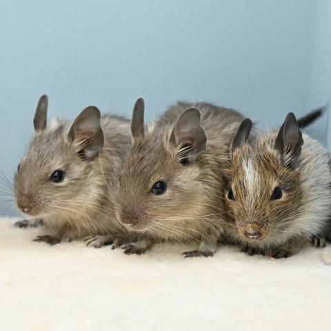 デグー(ブルー)(パイド)