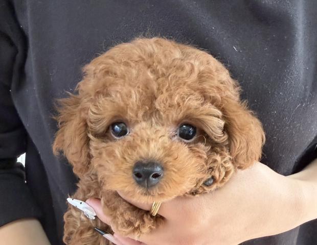 トイプードル（タイニー）