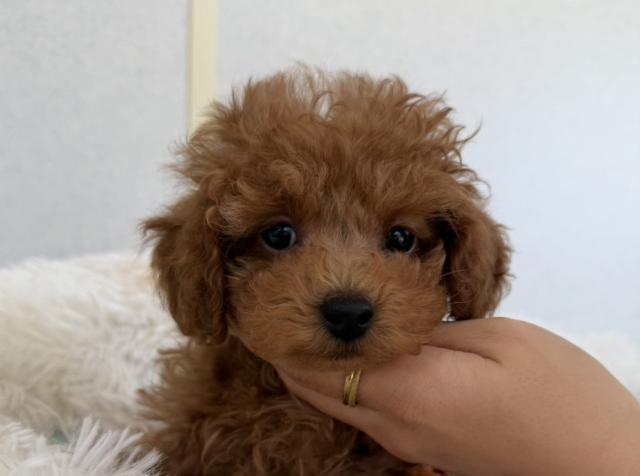 トイプードル(トイ)