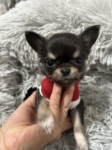 チワワ（ロングコート）