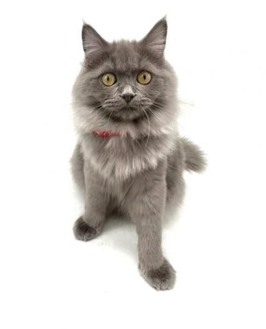 スコティッシュフォールド