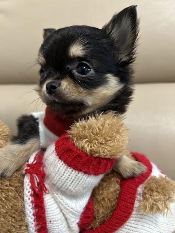 チワワ（ロングコート）