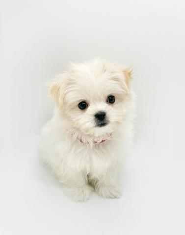 MIXマルチーズ×チワワ