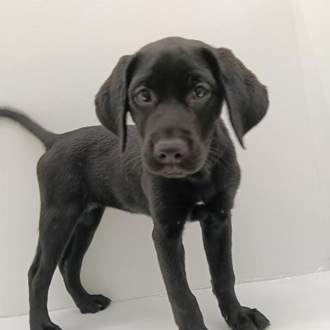 ラブラドールレトリーバー