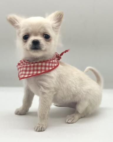 MIXポメラニアン×チワワ