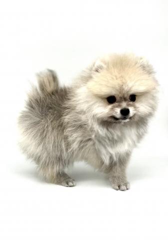 ポメラニアン