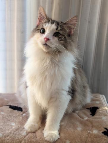 ノルウェージャンフォレストキャット