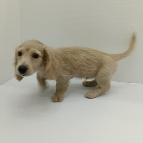 ミニチュアダックスフンド