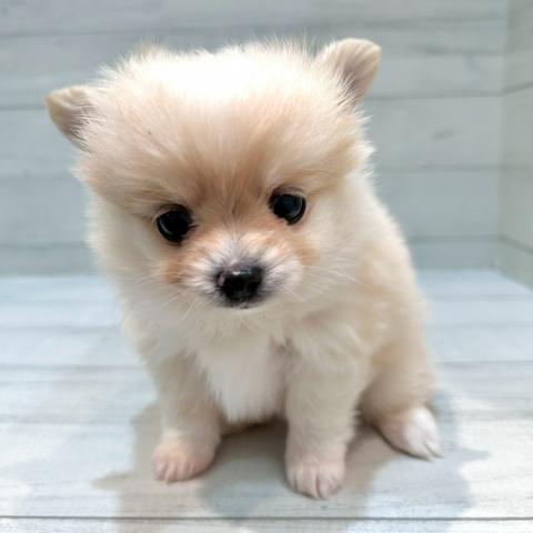 (ポメラニアン×チワワ)