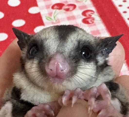 ノーマルhetリューシ