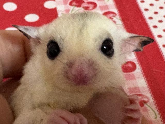 モザイク(ホワイトフェイス検証中)25%possリューシ