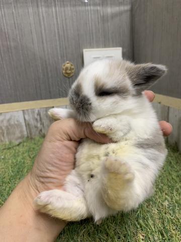 ホーランドロップ