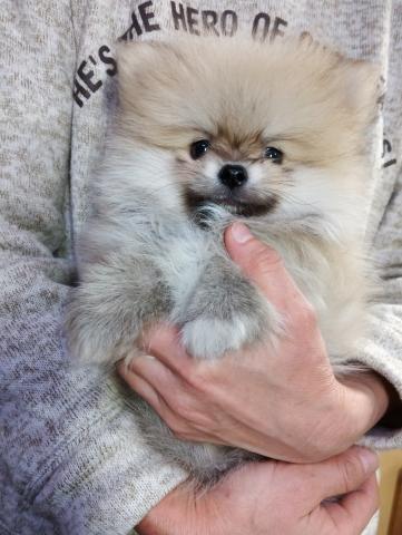 父母チャオリア系。もふもふで、とってもかわいい子です。。