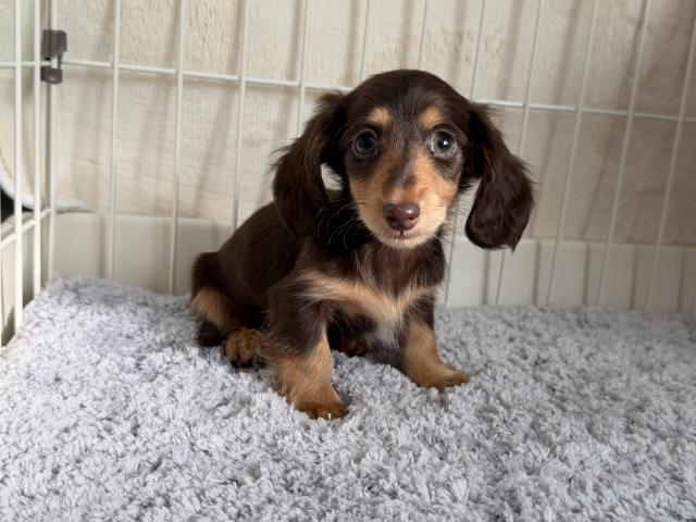 カニンヘンダックスフンド