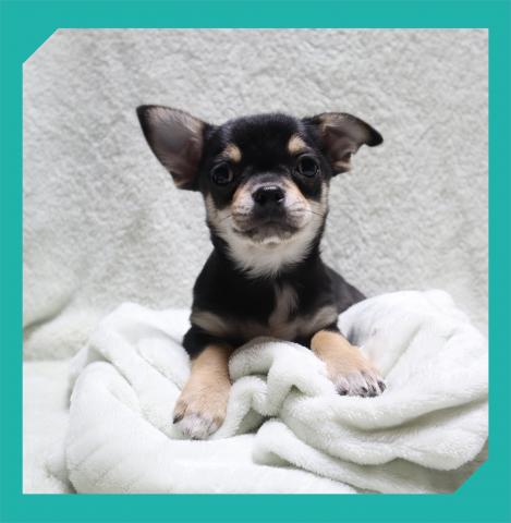 チワワ（スムースコート）